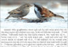ચકો લાવ્યો ચોખાનો દાણો…ચકલી લાવી દાળનો દાણો…