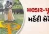 મલ્હાર ઠાકર અને પૂજા જોષીની હલ્દી સેરેમની અને મહેંદી સેરેમની યોજાઈ